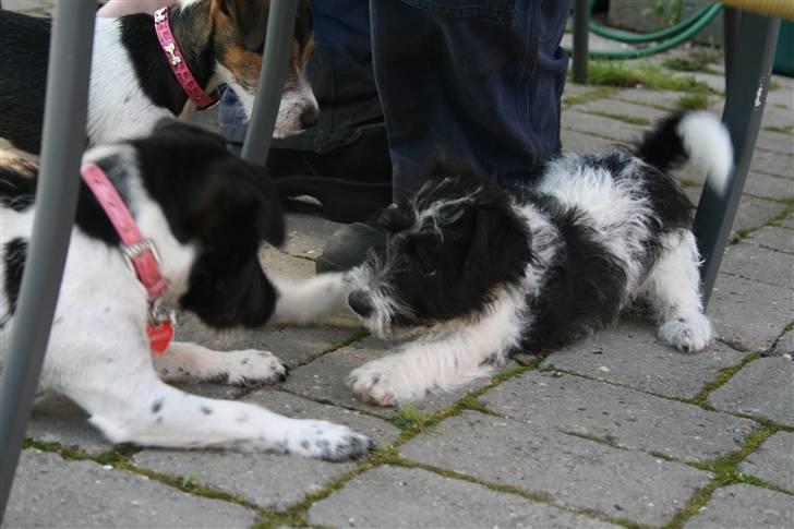 Jack russell terrier Bell - leger med ludvig billede 14