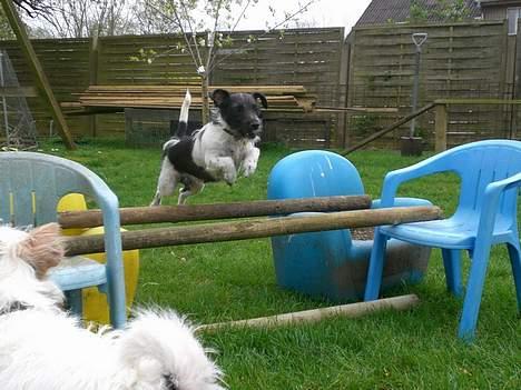 Jack russell terrier Bell -  nu kommer jeg.. og jason tænker bare blærerøv.. billede 12