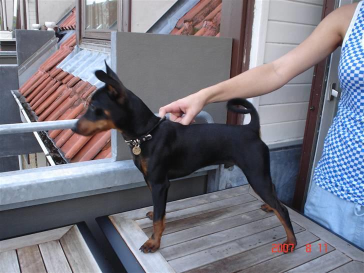 Dvaergpinscher spike billede 1