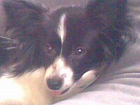 Papillon Tøsen billede 8