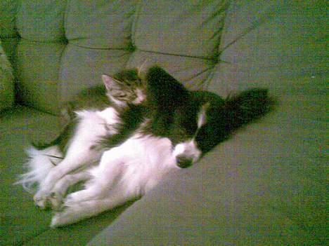 Papillon Tøsen - Tøsen putter med min killing billede 9