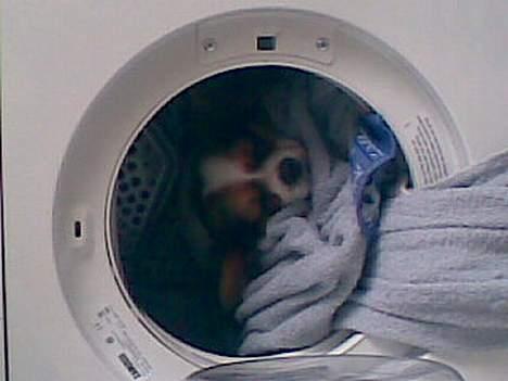 Papillon speedy - speedy slapper af i den dejlig varme tørretumbler billede 6