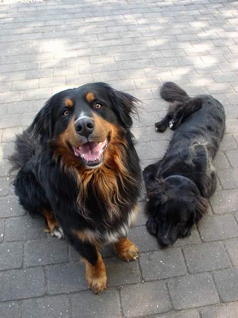 Berner sennenhund Rex billede 14