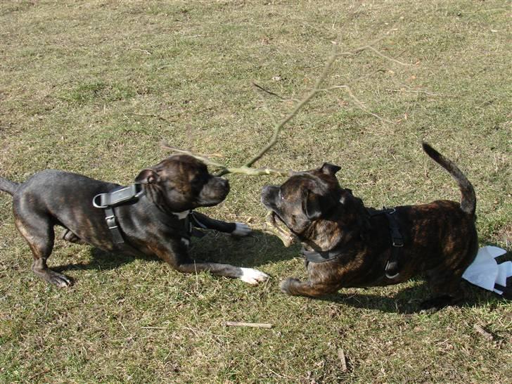 Amerikansk staffordshire terrier Beti billede 4