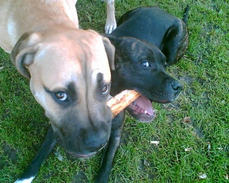 Amerikansk staffordshire terrier Beti billede 5