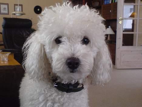 Dværgpuddel Lucky - Inden den skal klippes. billede 2