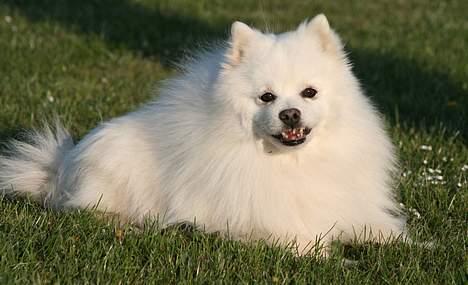 Japansk spids Tetsu - Foto:schnauzerpower.dk billede 13