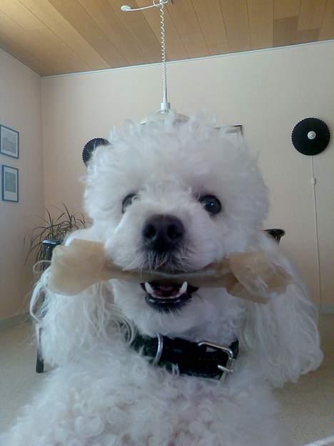 Dværgpuddel Lucky - Dens elsked ben. billede 3