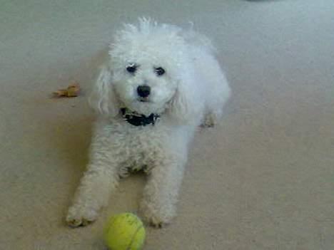 Dværgpuddel Lucky - Hallo det er min BOLD. billede 4