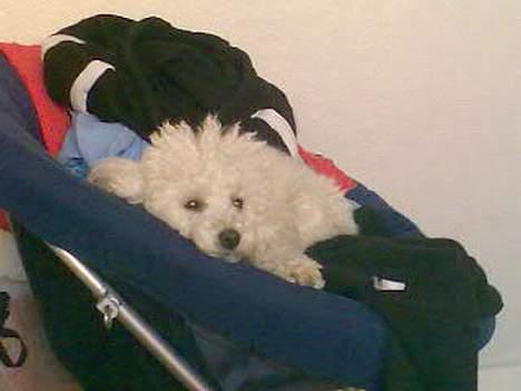 Dværgpuddel Lucky - Jeg er stadig træt. billede 5