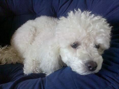 Dværgpuddel Lucky - Og stadig træt. billede 6