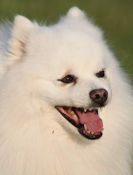 Japansk spids Tetsu billede 14