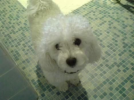 Dværgpuddel Lucky - Lige været i bad, pæn hvid. billede 7