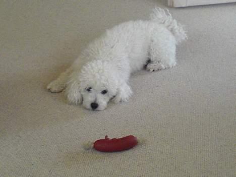 Dværgpuddel Lucky - PØLSE! billede 8