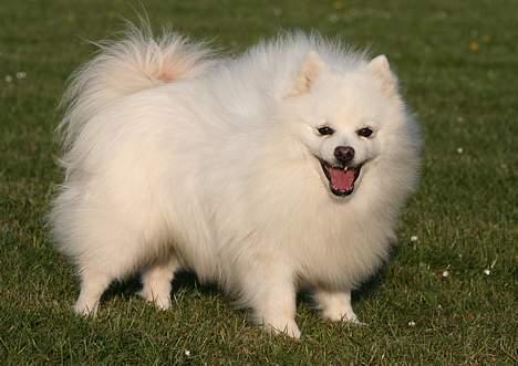 Japansk spids Tetsu billede 15