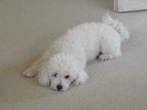 Dværgpuddel Lucky - Nu den væk? billede 9