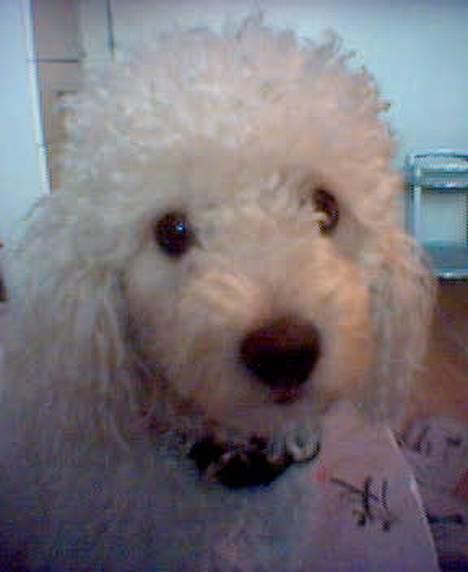 Dværgpuddel Lucky - Da den er 1år gammel. billede 10