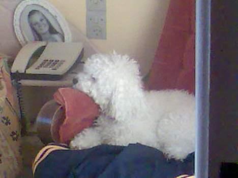 Dværgpuddel Lucky - Dejligt og sove igen. billede 11