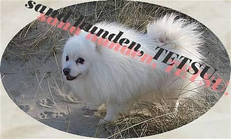 Japansk spids Tetsu billede 17