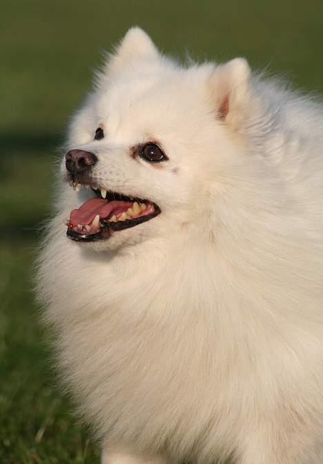 Japansk spids Tetsu billede 18