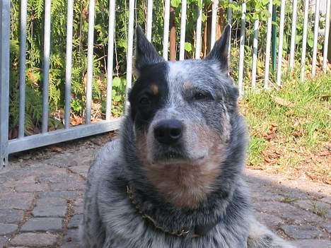 Australsk cattledog Pargus billede 10