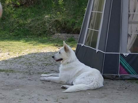 Hvid schæfer olsen - hvis der skulle komme nogen så er jeg på vagt ( det kunne jo være de vil sige goddag til mig ) billede 14