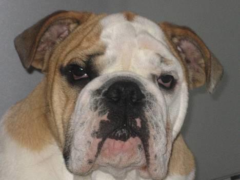 Engelsk bulldog Gordon billede 11