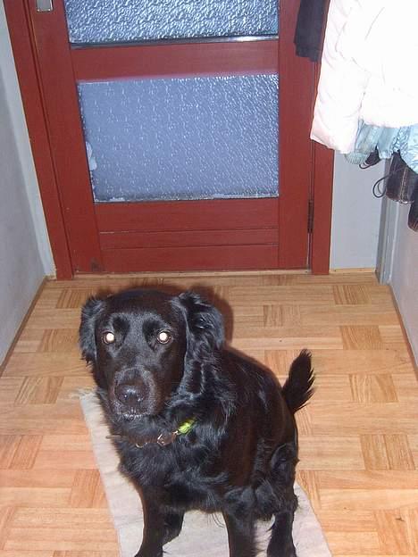 Blanding af racer Joyce (død:'() billede 9