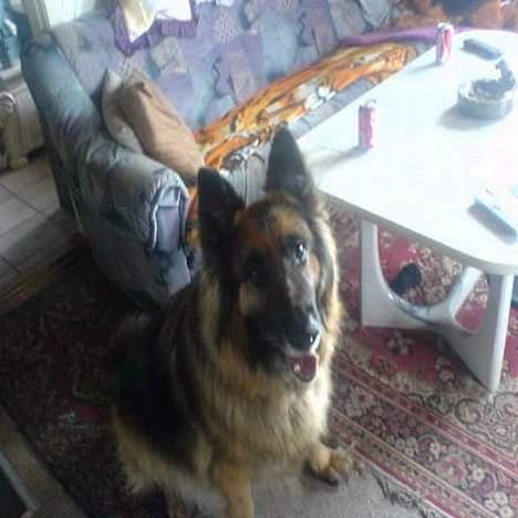 Schæferhund Bamse - er der en himmel billede 2