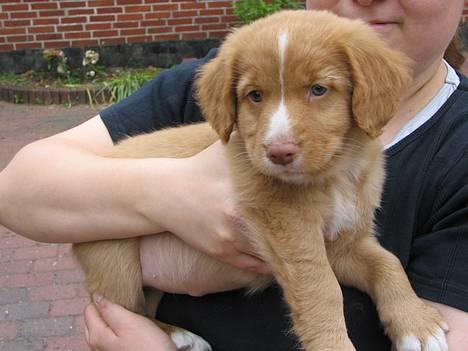 Nova scotia duck tolling retriever Citta - Far og mor er ude og vælge hvalp, og de faldte pladask for mig. billede 1