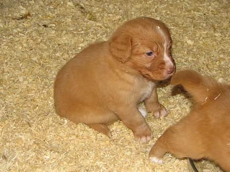 Nova scotia duck tolling retriever Citta - Her er mor og far ude at se mig første gang. Jeg er 5 uger på billedet.  billede 2