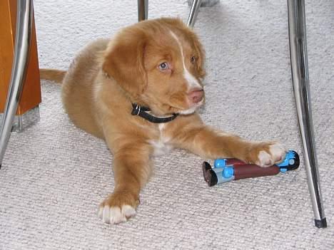 Nova scotia duck tolling retriever Citta - Her ligger jeg og leger med mit første stykke legetøj ( Frank). billede 3