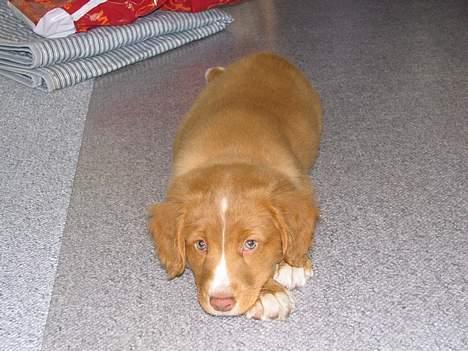 Nova scotia duck tolling retriever Citta - Det er hårdt at lege, så jeg holder tit små pauser. billede 4