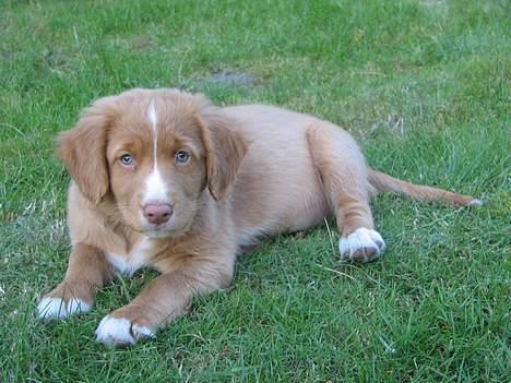 Nova scotia duck tolling retriever Citta - Her kan man rigtig se mine blå øjne. billede 5