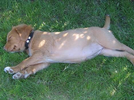 Nova scotia duck tolling retriever Citta - Jeg elsker at sove til middag ude i haven. billede 6
