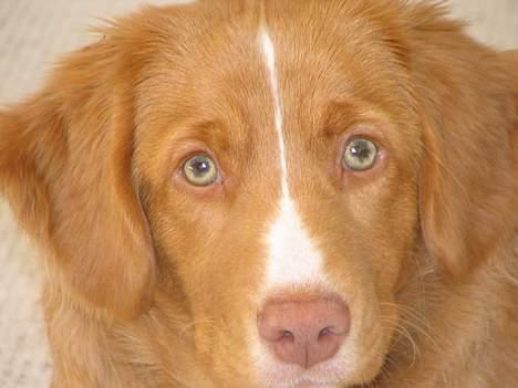 Nova scotia duck tolling retriever Citta - vil du noget mor? billede 7