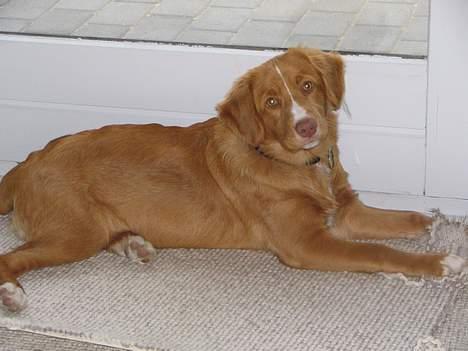 Nova scotia duck tolling retriever Citta - Når jeg gerne vil i haven så ligger jeg mig foran døren. billede 8