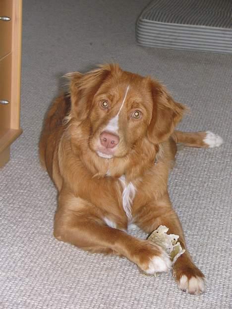Nova scotia duck tolling retriever Citta - Jeg elsker ben. billede 9