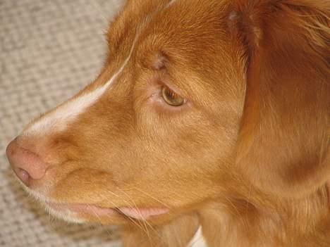 Nova scotia duck tolling retriever Citta billede 10