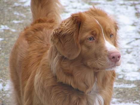 Nova scotia duck tolling retriever Citta - Jeg elsker at løbe i det fri, uanset vejret. Er der mon noget derude? billede 11