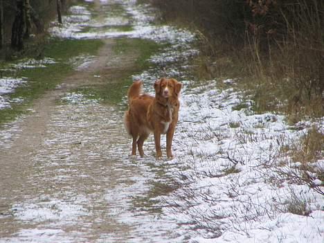 Nova scotia duck tolling retriever Citta - Var der nogen der kaldte på mig?? billede 12