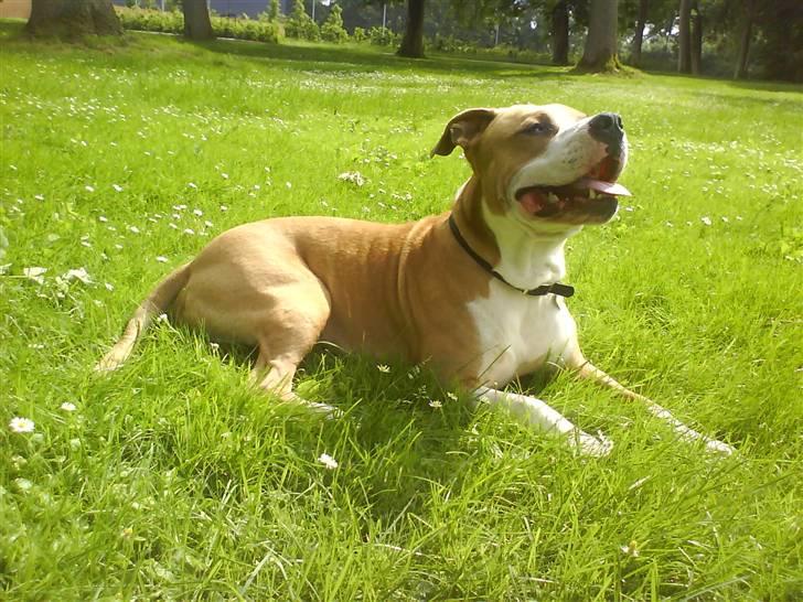 Amerikansk staffordshire terrier Zack R.I.P - Hej mit navn er Zack.. Her ligger jeg lige og tar en slapper i den dejlige sommer varme billede 1