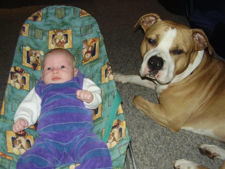 Amerikansk staffordshire terrier Zack R.I.P - her er vores nye lillesøster jeg passer rigtig godt på hende billede 2