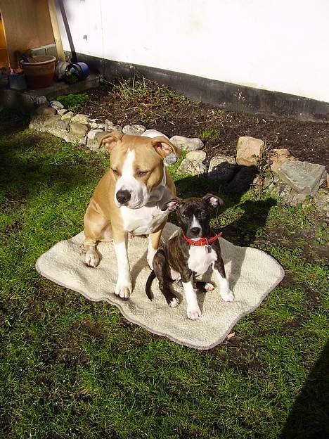 Amerikansk staffordshire terrier Zack R.I.P billede 3