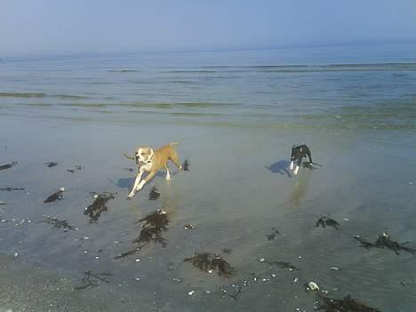 Amerikansk staffordshire terrier Zack R.I.P billede 4