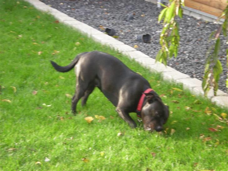 Staffordshire bull terrier Frida - Frida billede 1