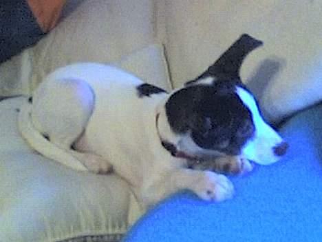 Blanding af racer Iggy billede 9