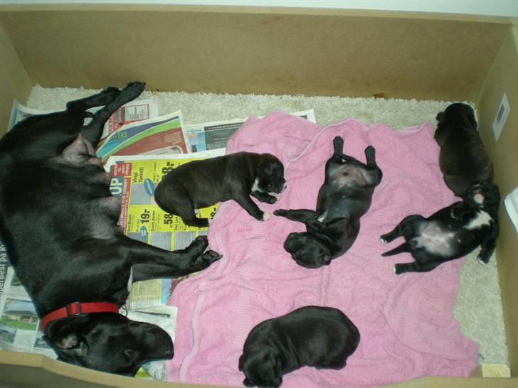 Staffordshire bull terrier Frida billede 2