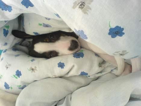 Blanding af racer Iggy billede 10