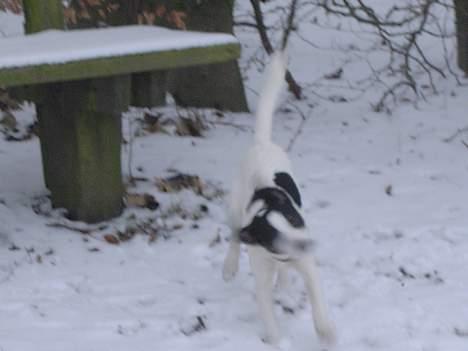 Blanding af racer Iggy billede 12